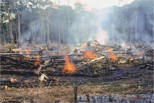Slash-and-Burn Agriculture