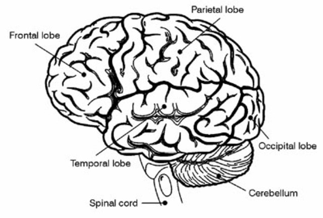 Biological Psychology