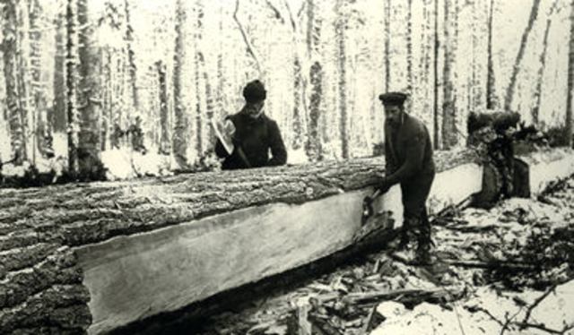 Increase of Timber Trade Popularity (part 1)