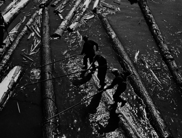 Increase of Timber Trade Popularity (part 2)