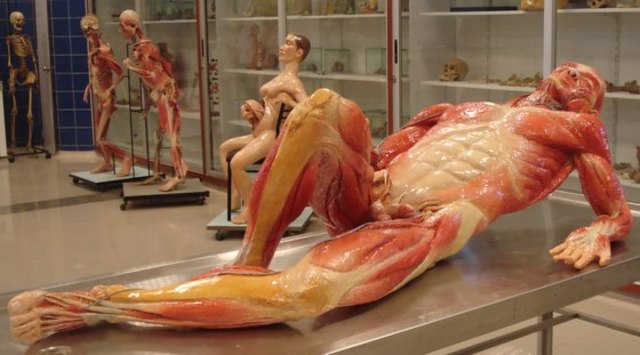 Creación de nuevas secciones Medicatura Forense