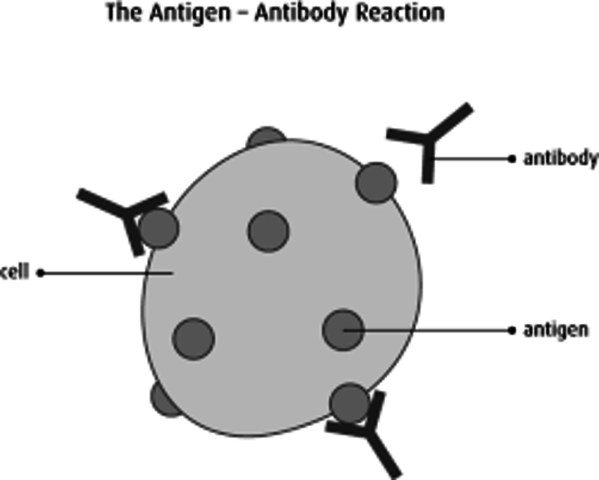 The antibody attaches itself to tissues all over the body waiting for the substance