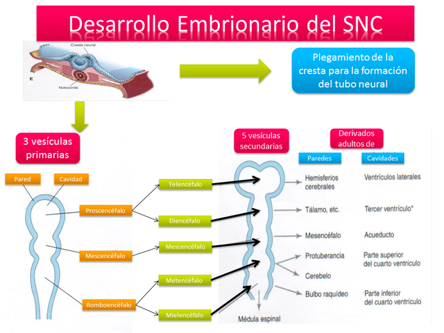 FORMACIÓN DE LAS VESÍCULAS SECUNDARIAS