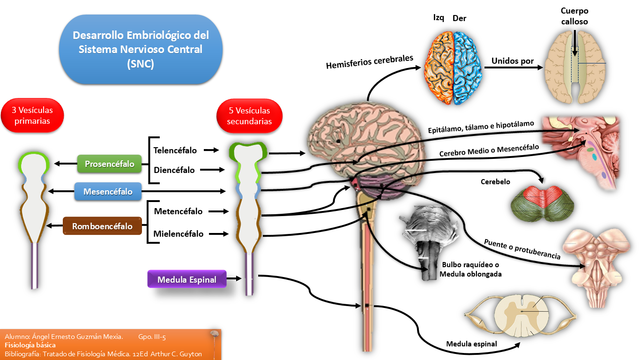 SE CIERRA EL TUBO NEURAL Y SE FORMAN TRES CAMARAS