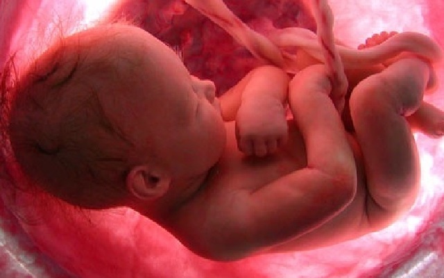 LA ETAPA PRENATAL O FASE PRE-NATAL