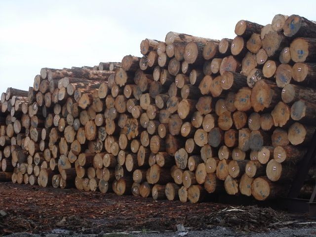 Timber Trade