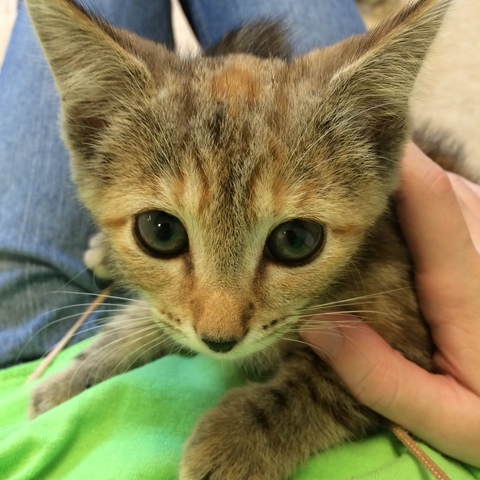 El Refugio de Animales