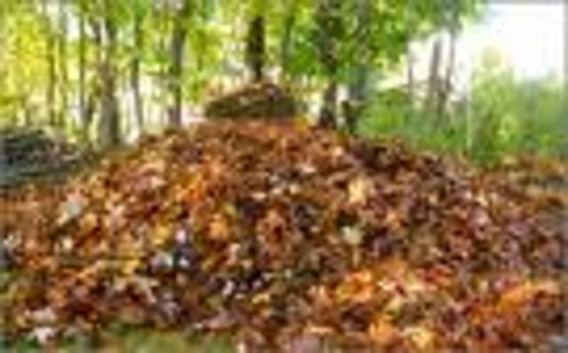 Alicia's Body is found