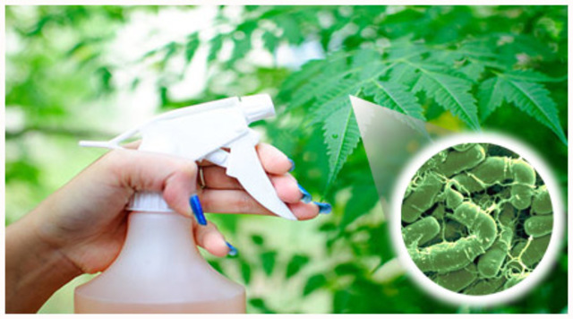 PRODUCCION COMERCIAL DE BIOINSECTICIDA