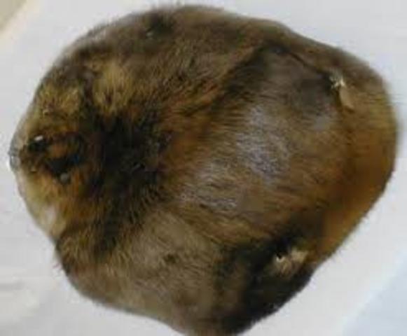 Role of NA in Europe's economy