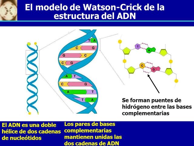 ESTRUCTURA DEL ADN