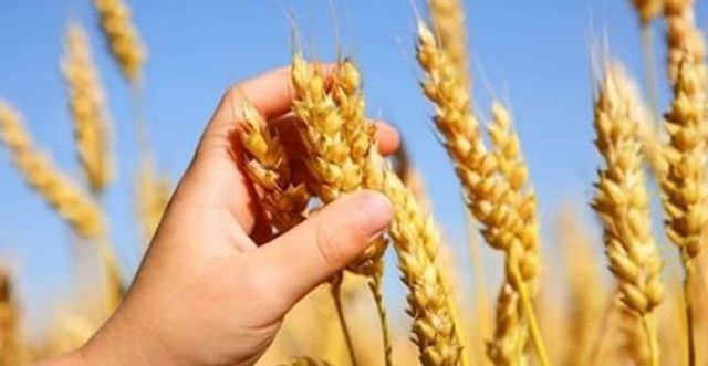 SIEMBRA DE NUEVAS VARIEDADES DE TRIGO