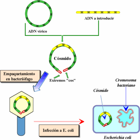 COHEN Y BOYER TRANSFIEREN UN GEN DE UNA ESPECIE A OTRA