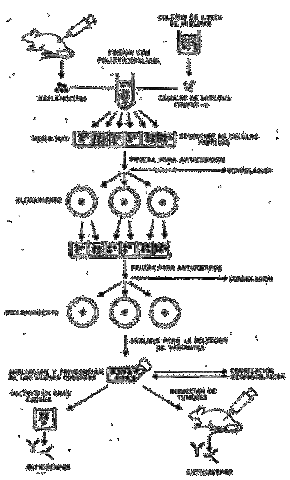KOHLER Y MILSTEIN DESARROLLAN LA TECNOLOGÍA DE HIBRIDOMAS