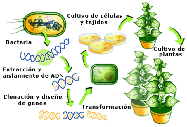 PRIMERAS PLANTAS POR INGENIERIA GENETICA