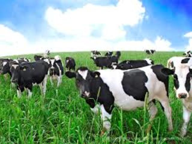 Development of the Dairy Industry
