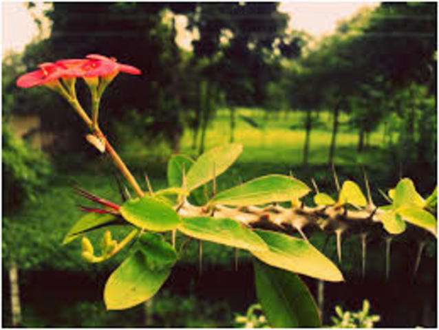 FOTOGRAFÍA DIGITAL DE UN MEGA PIXEL