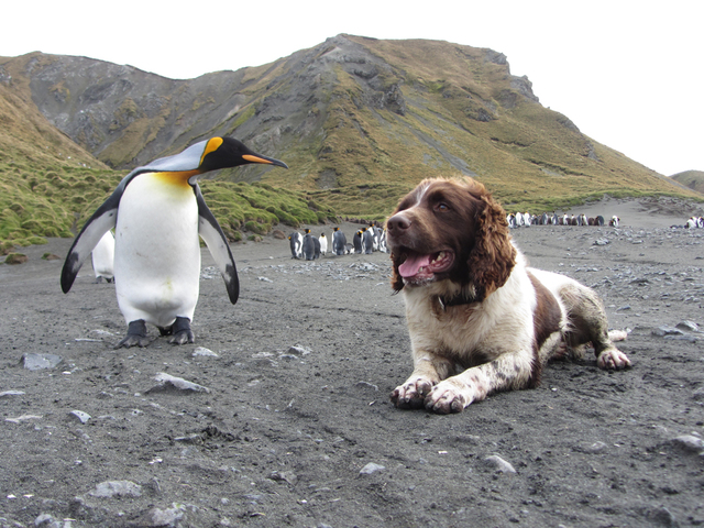 Pest eradication process