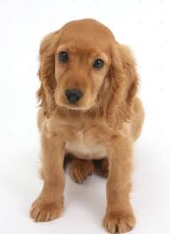 Tuve mi segunda mascota propia