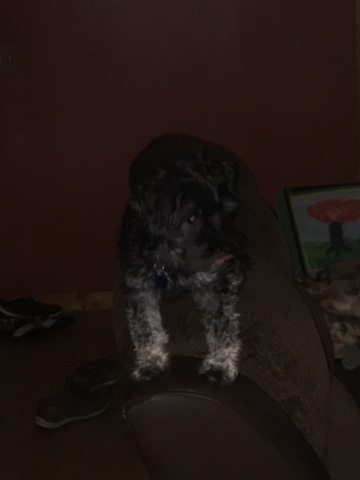 Hace cinco años que tengo mi perro Mason.