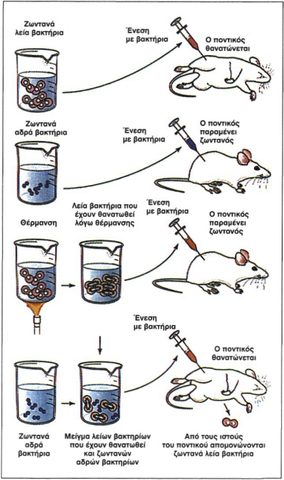 Τα πειράματα του Griffith.