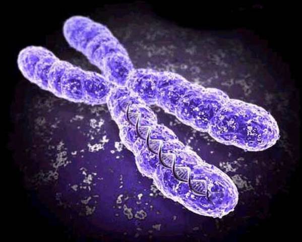 Απόδειξη οτι φορέας  γενετικού υλικού είναι τα χρωμοσώματα.