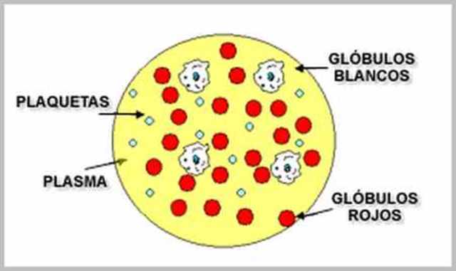 Rene J. H. Dutrochet