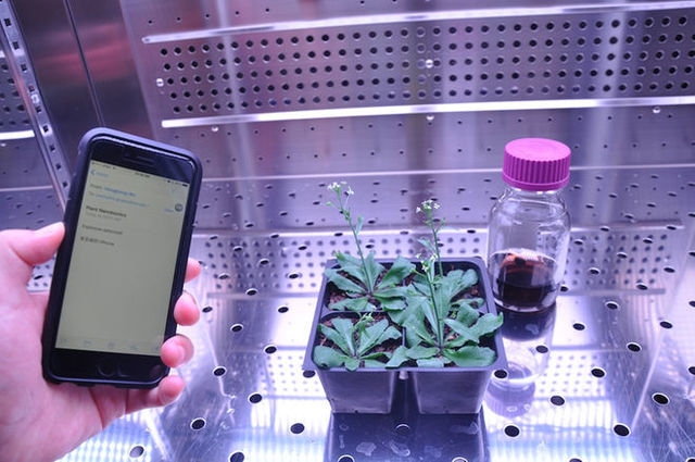 Bomb-Sniffing Bionic Plants Could Look for Pollution