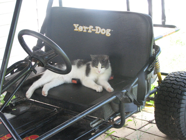 When I Got My Cat Spike