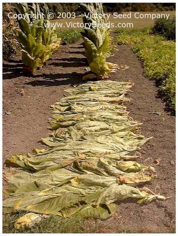 The first export of tobacco