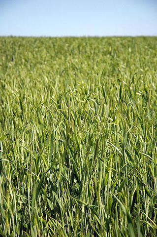 The Civilization of the Indus Valley (source From Yesterday to Tomorrow)