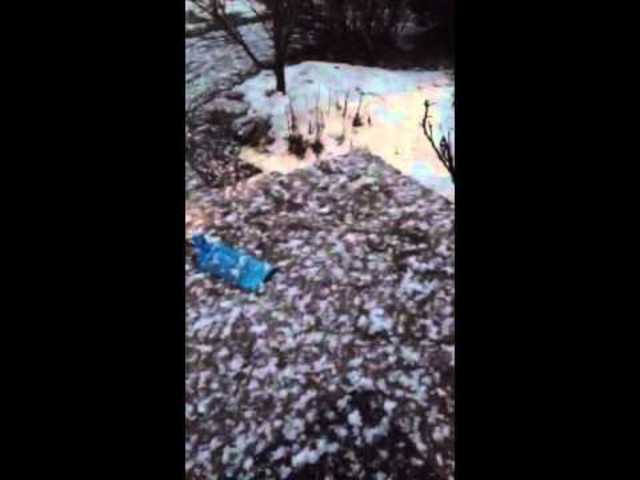 Largest snowflakes ever recorded