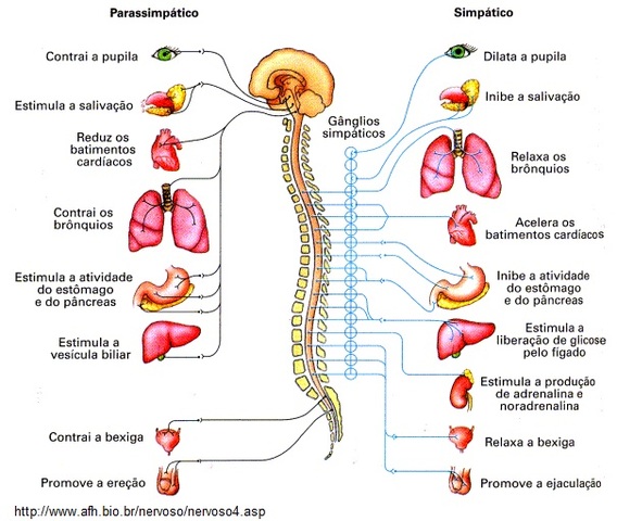Eppinger y Hess  (1915)