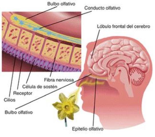 Luo, Fee y Katz (2003)