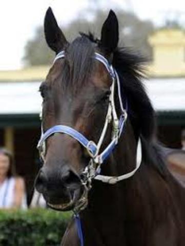 Black Caviar setting a new Australasian record of 20 straight wins from 20 starts. She retired in 2013 with 25 consecutive wins.
