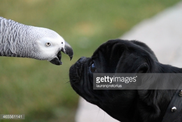 I Would Have Purchased A Pug or African Grey