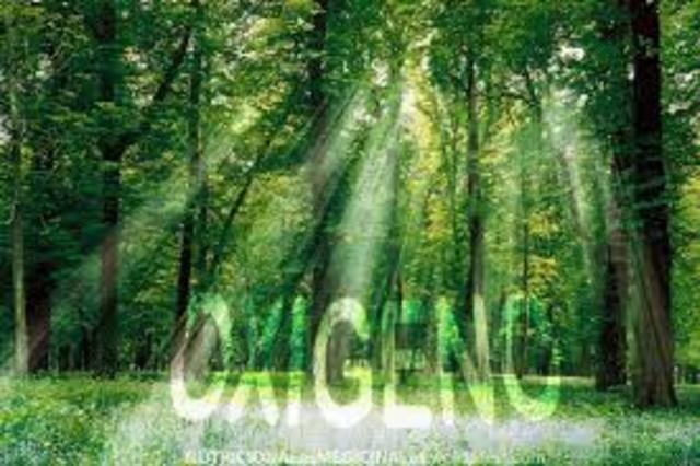 Existencia de gran cantidad de oxígeno en la atmósfera.