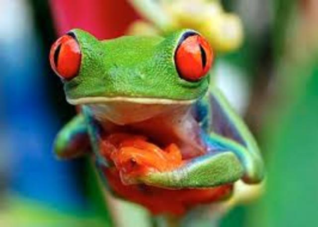 Aparición primeros seres pluricelulares.