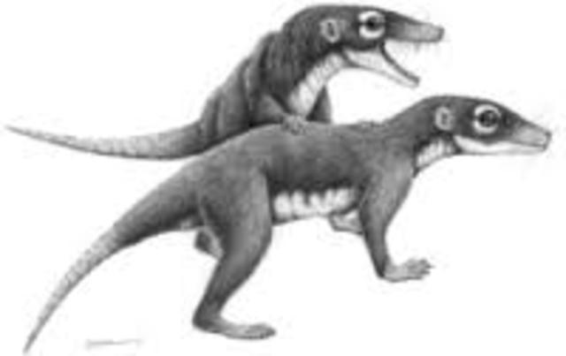 Aparición de mamíferos.