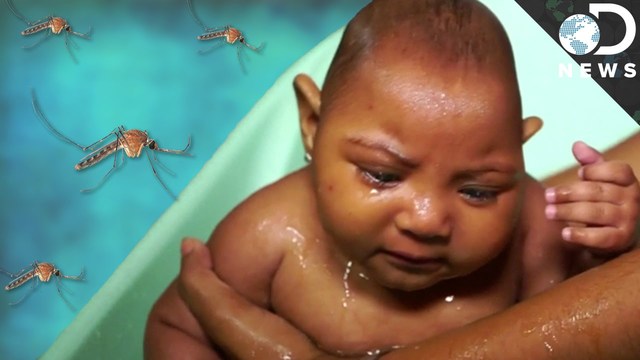 Zika Infected Birth