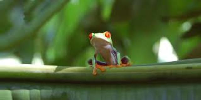 1099- Santa hildegarda