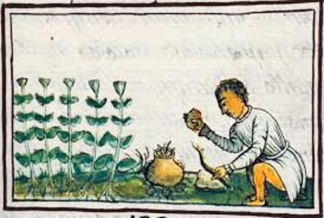 siglo XV  1300 d.C- 1400 d.C   Aztecas