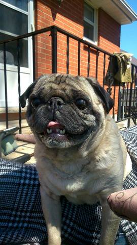 We Got A Pug Named Frankie