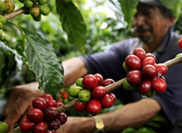 LA RESURRECCIÓN DEL CAFÉ