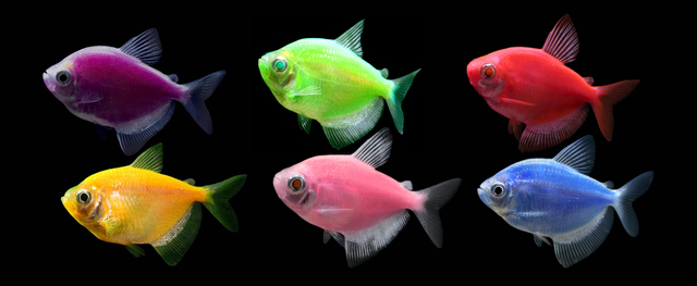 SE VENDE COMO MASCOTA EL GloFish
