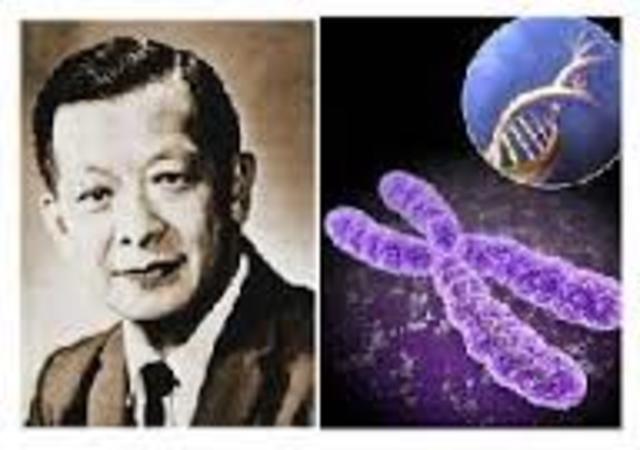 1955: 46 Human Chromosomes