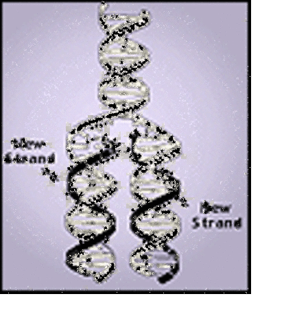 1958: Semiconservative Replication of DNA