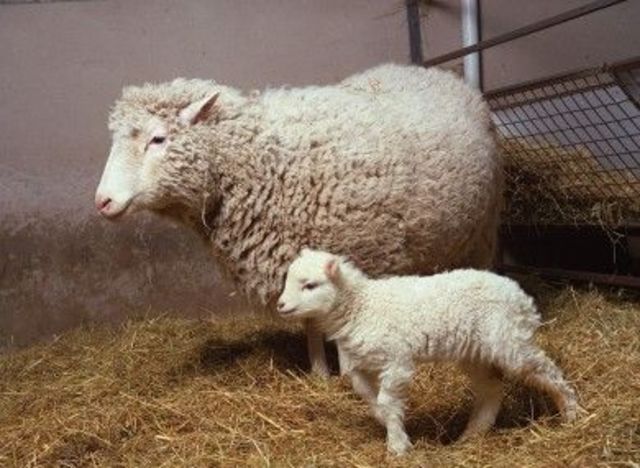 The first cloning of a mammal