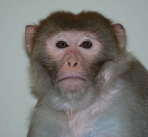 2007 - Primate embryonic stem cells created by S.C.N.T