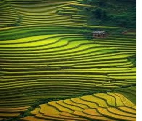 Νιτρικά λιπάσματα